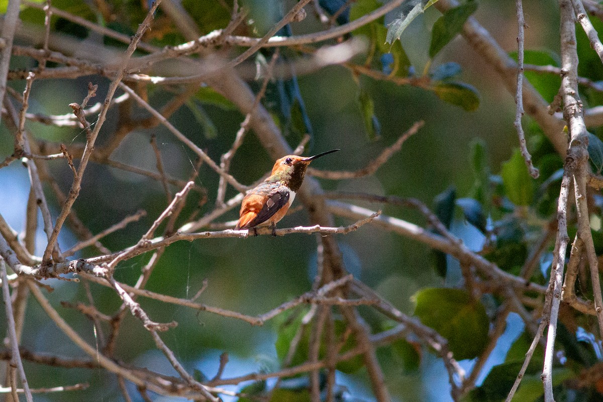 Allen's Hummingbird - ML620724483