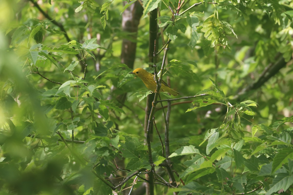 Yellow Warbler - ML620724484