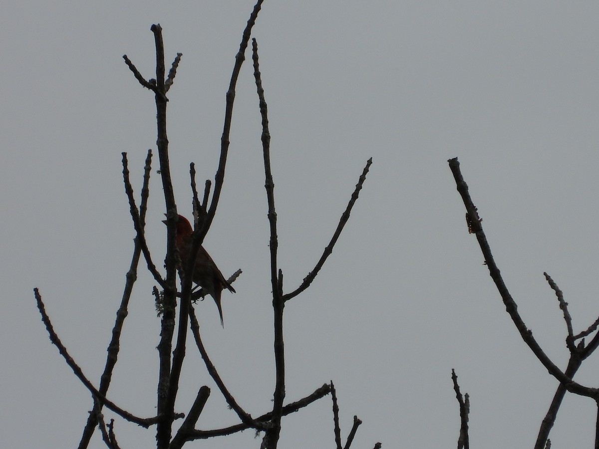 Purple Finch - ML620724493