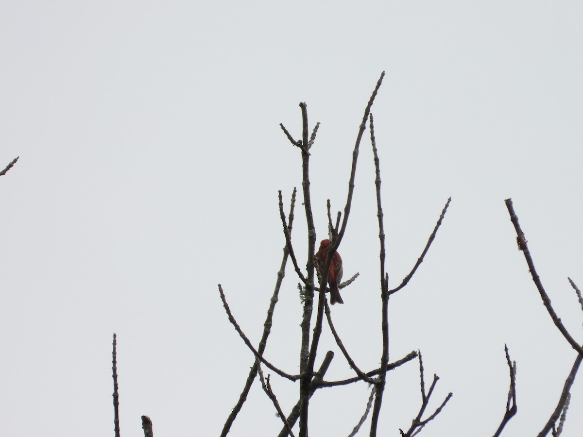 Purple Finch - ML620724495