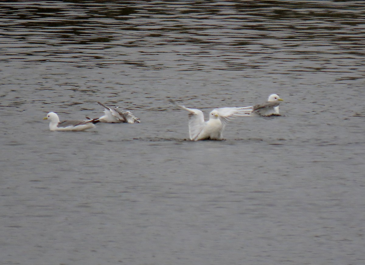 Black-legged Kittiwake - ML620724496