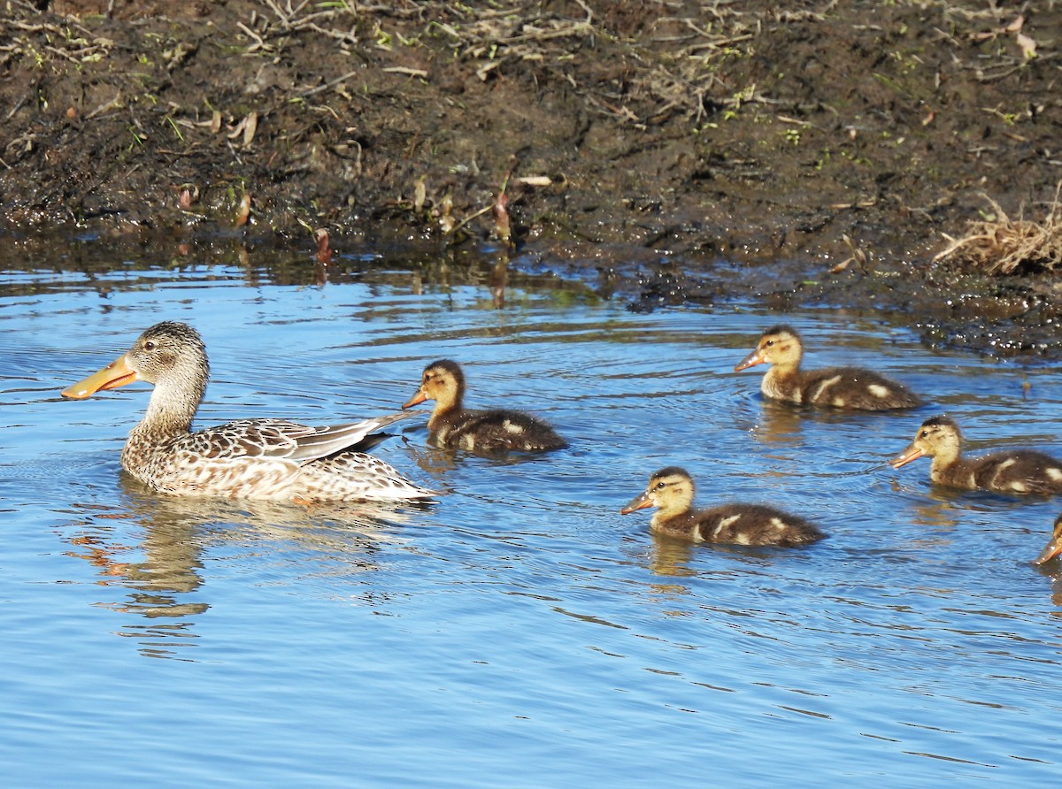 Northern Shoveler - ML620724497