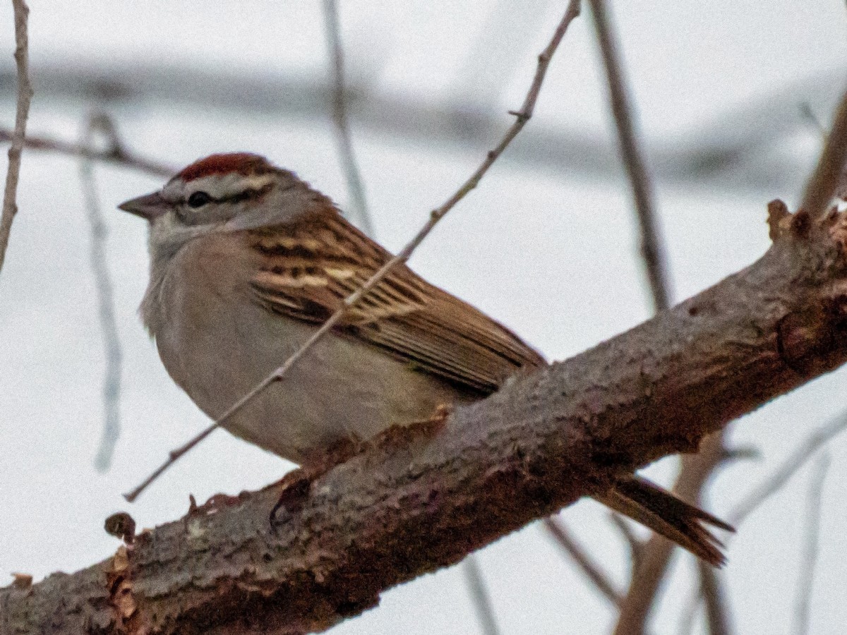 Chipping Sparrow - ML620724503