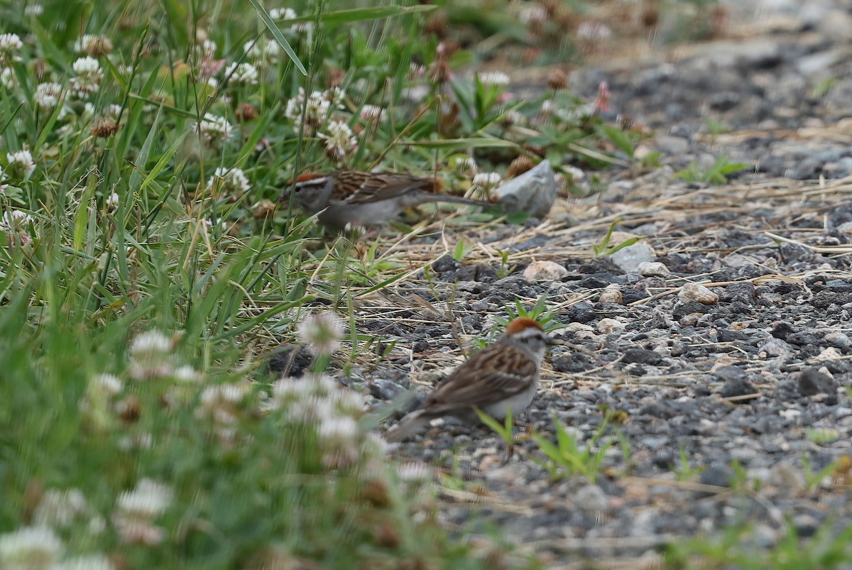 Chipping Sparrow - ML620724506