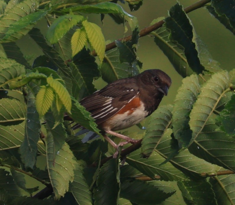 Spotted x Eastern Towhee (hybrid) - ML620724508