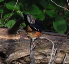 Spotted x Eastern Towhee (hybrid) - ML620724509