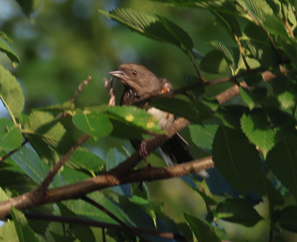 Spotted x Eastern Towhee (hybrid) - ML620724510