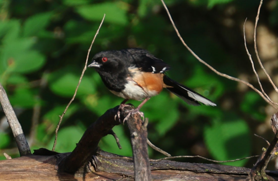 Spotted x Eastern Towhee (hybrid) - ML620724511