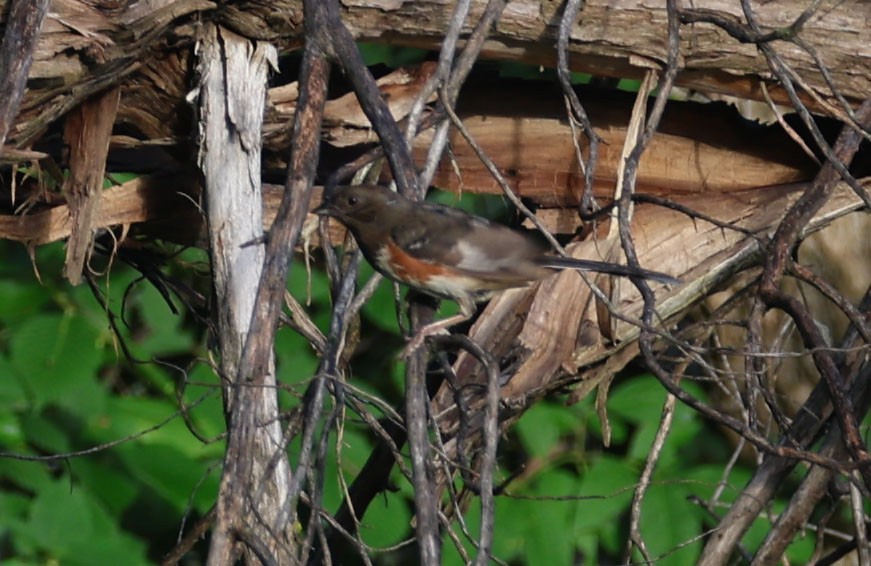 Spotted x Eastern Towhee (hybrid) - ML620724513