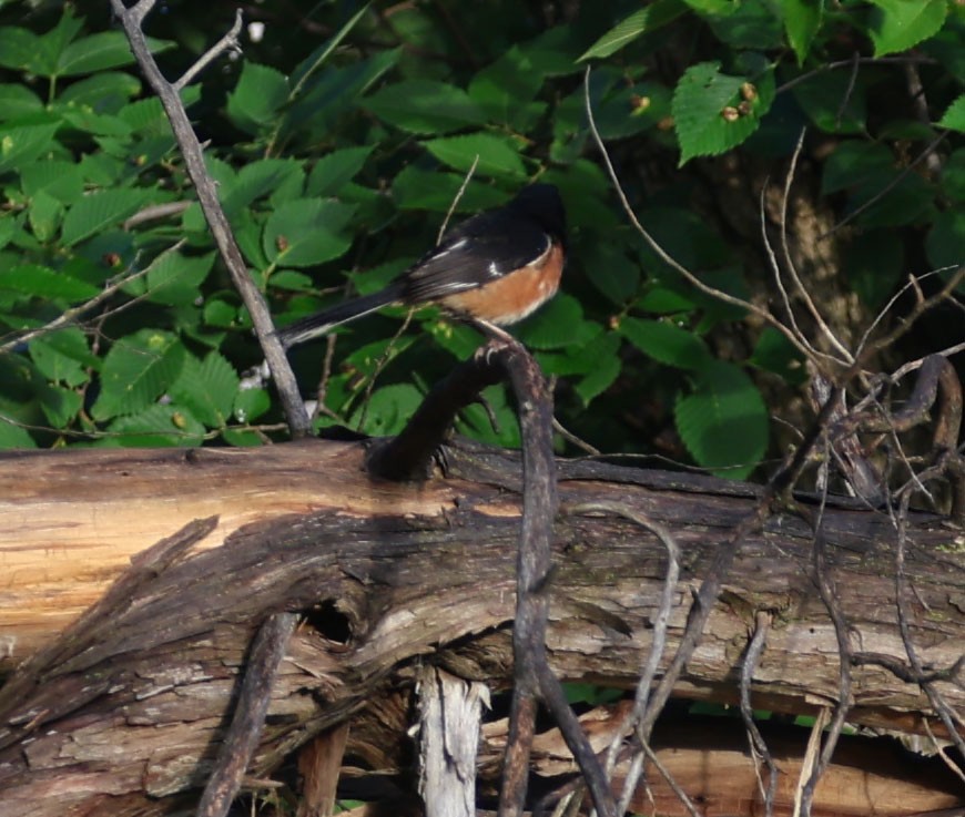 Spotted x Eastern Towhee (hybrid) - ML620724514