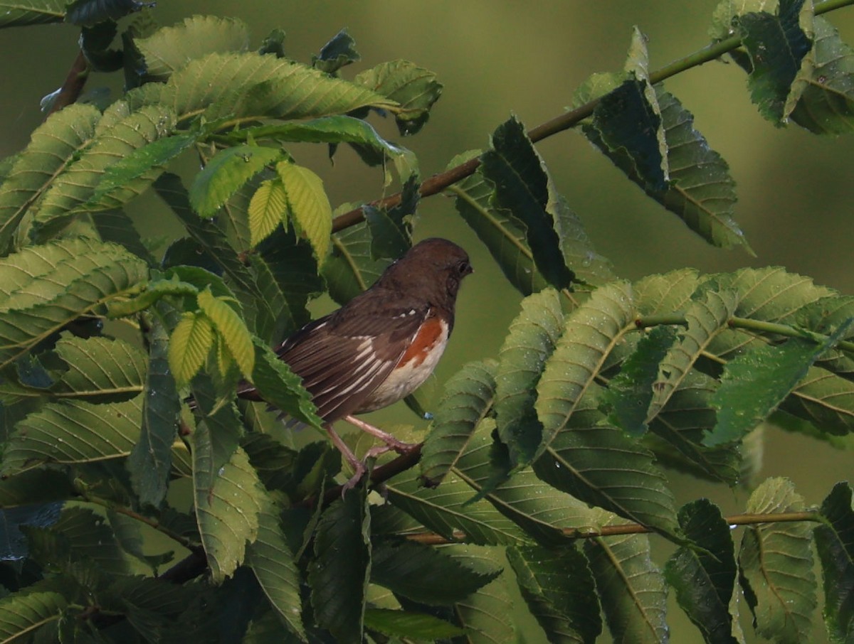 Spotted x Eastern Towhee (hybrid) - ML620724515