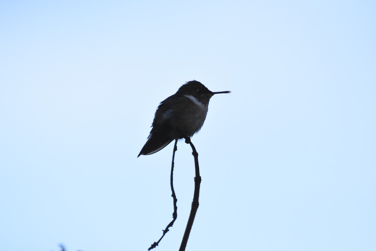 Colibrí Centelleante - ML620724517