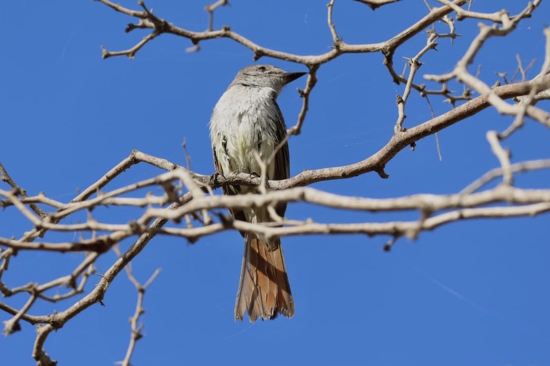 Ash-throated Flycatcher - ML620724518