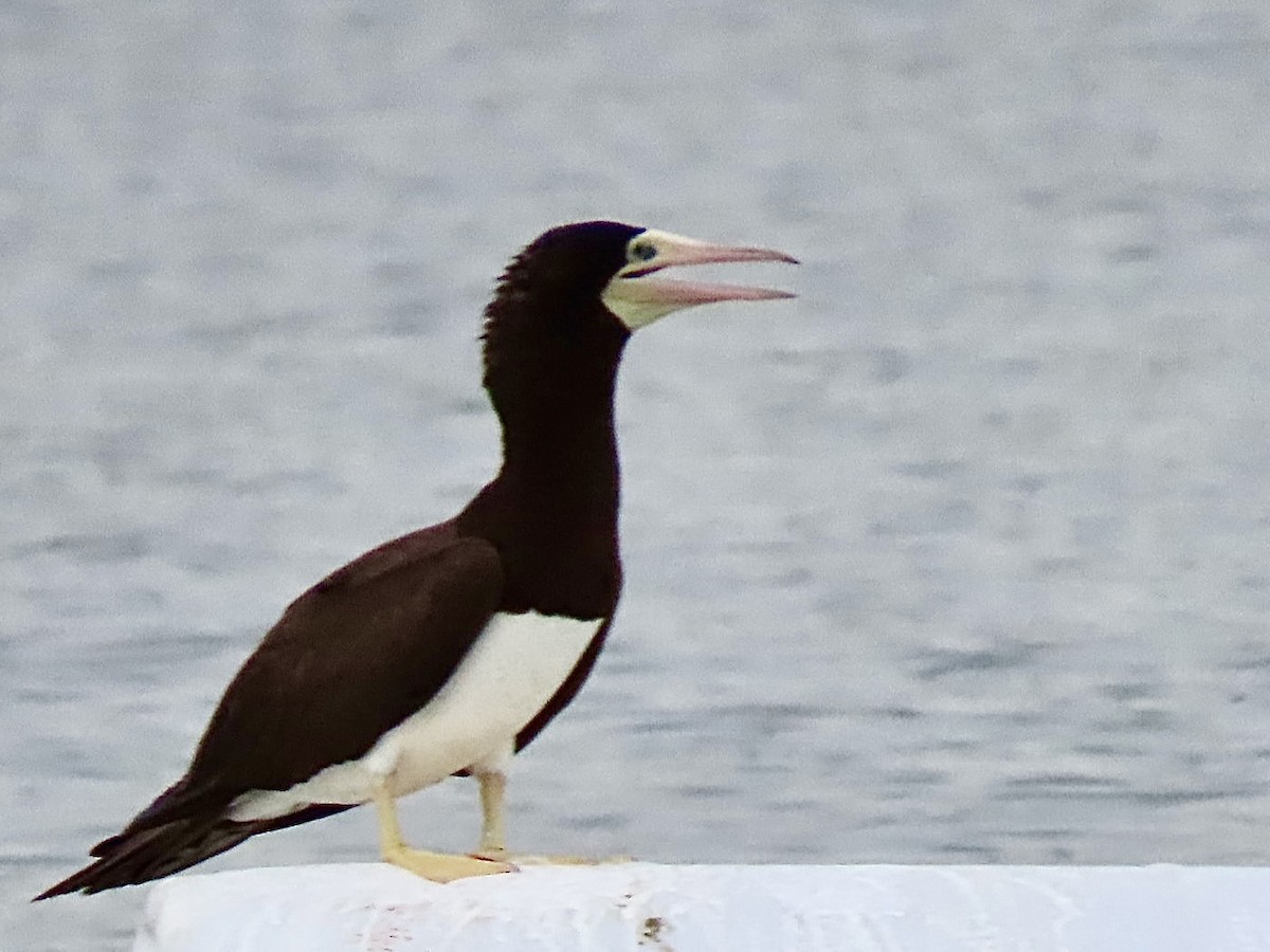 Brown Booby - ML620724519