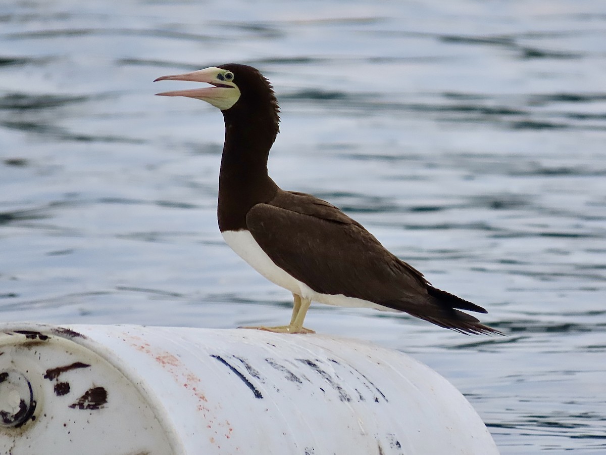 Brown Booby - ML620724520