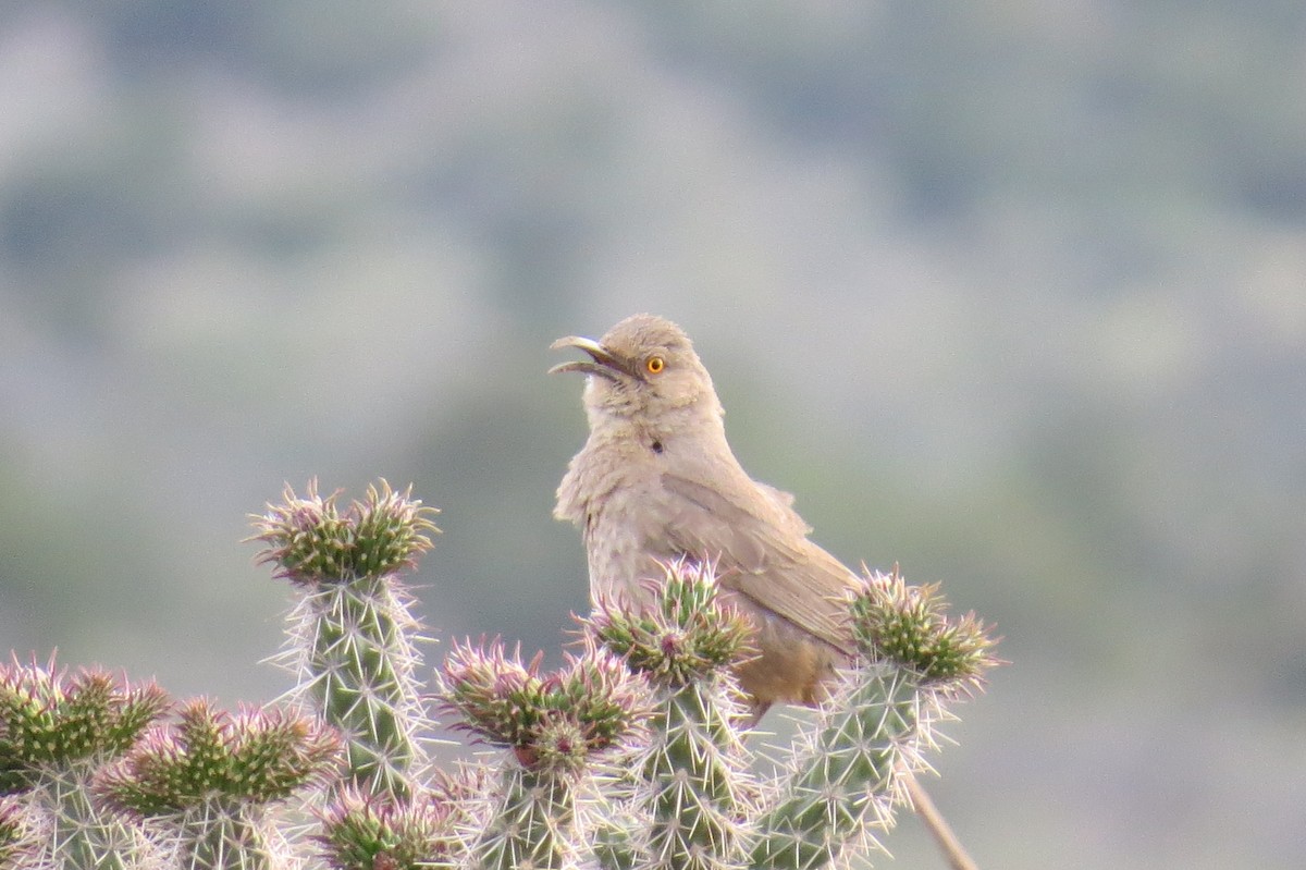 Curve-billed Thrasher - ML620724525