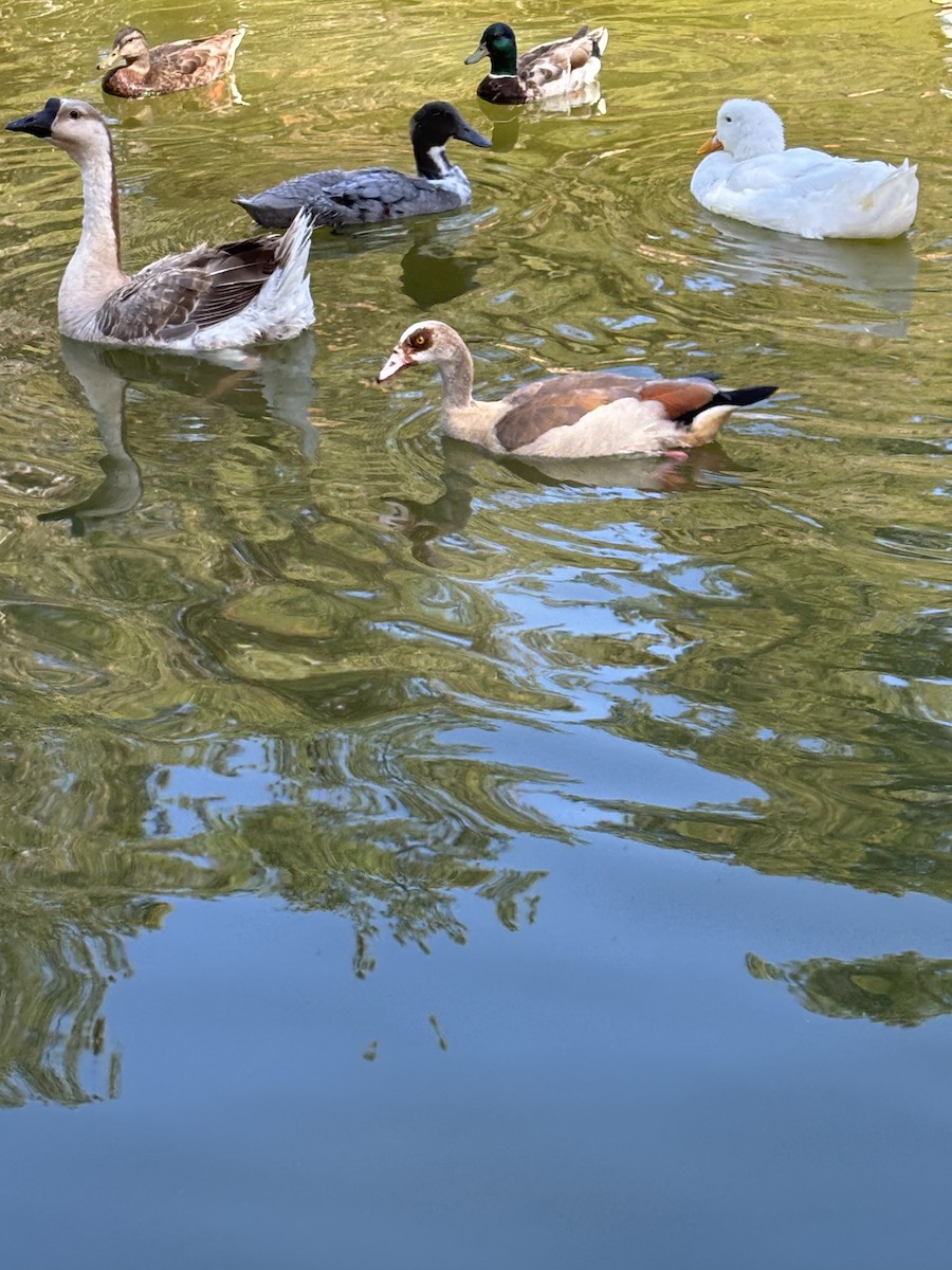 Egyptian Goose - Allison Eagleston