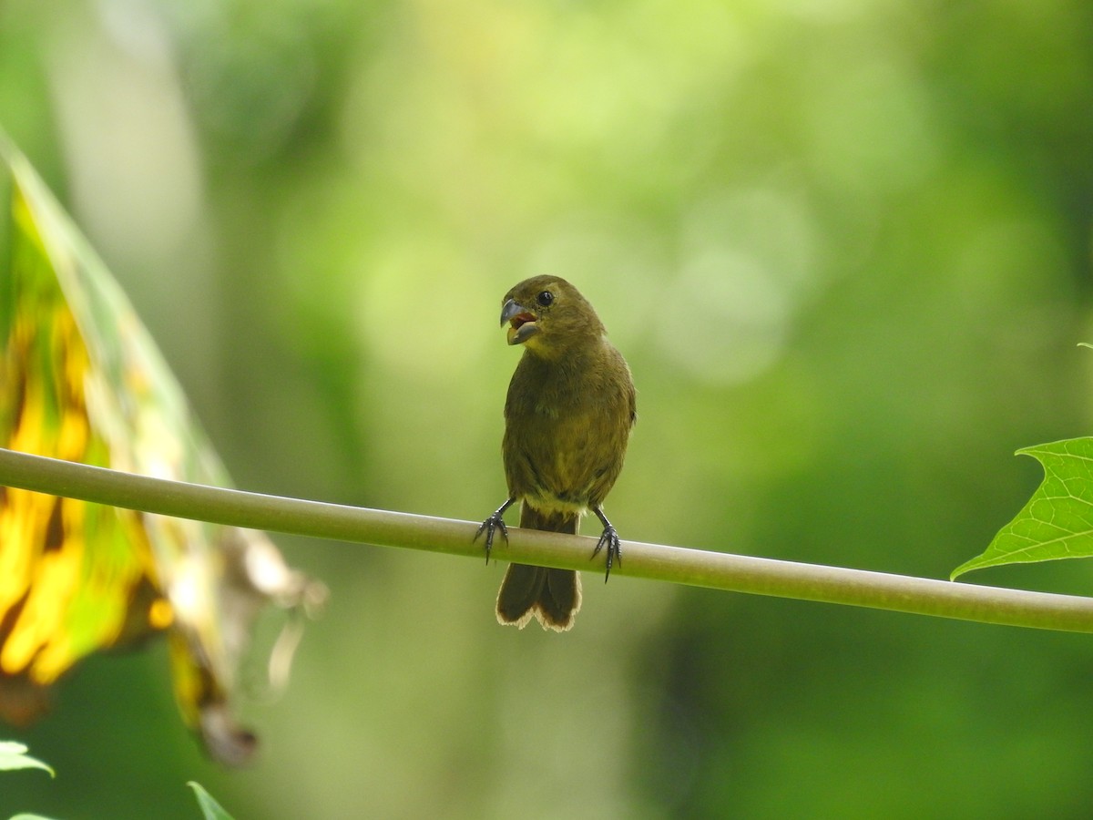 Variable Seedeater - ML620724530