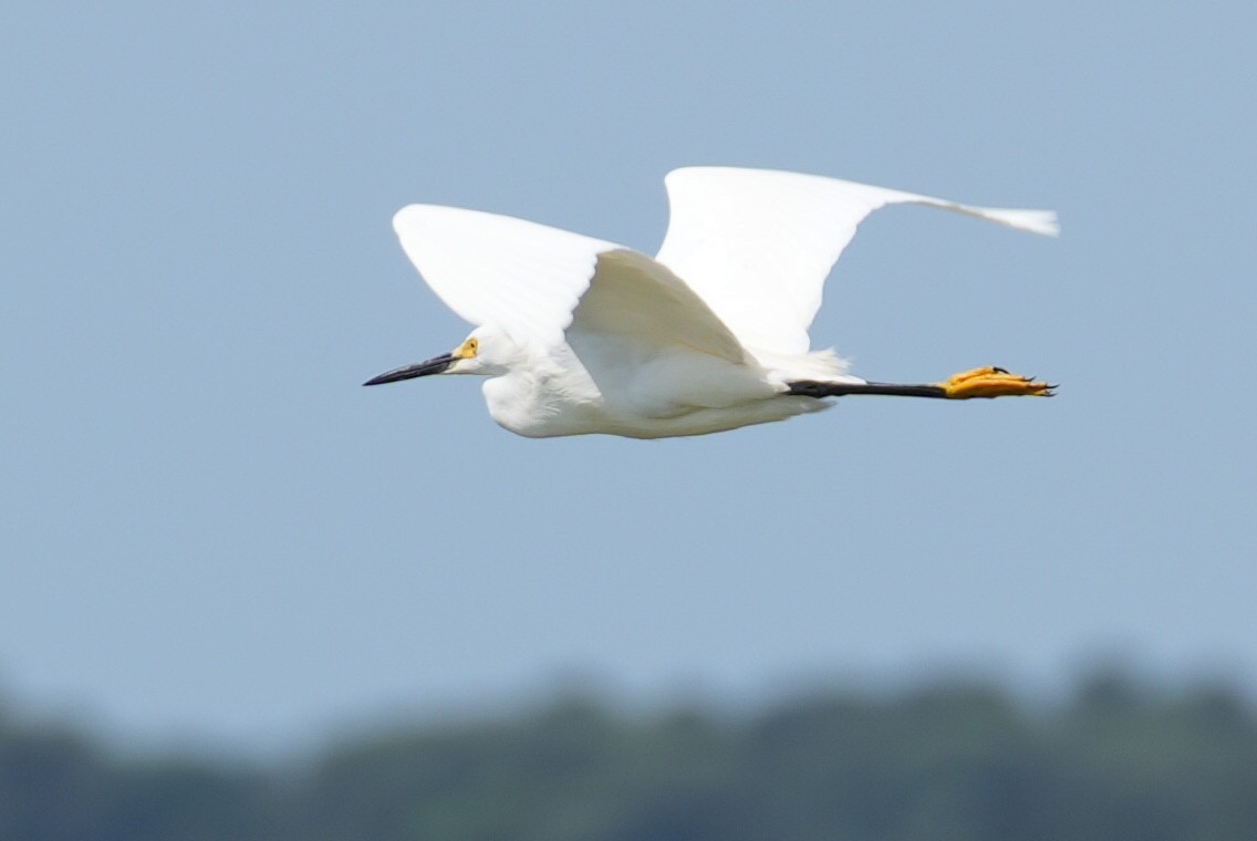 Snowy Egret - ML620724531