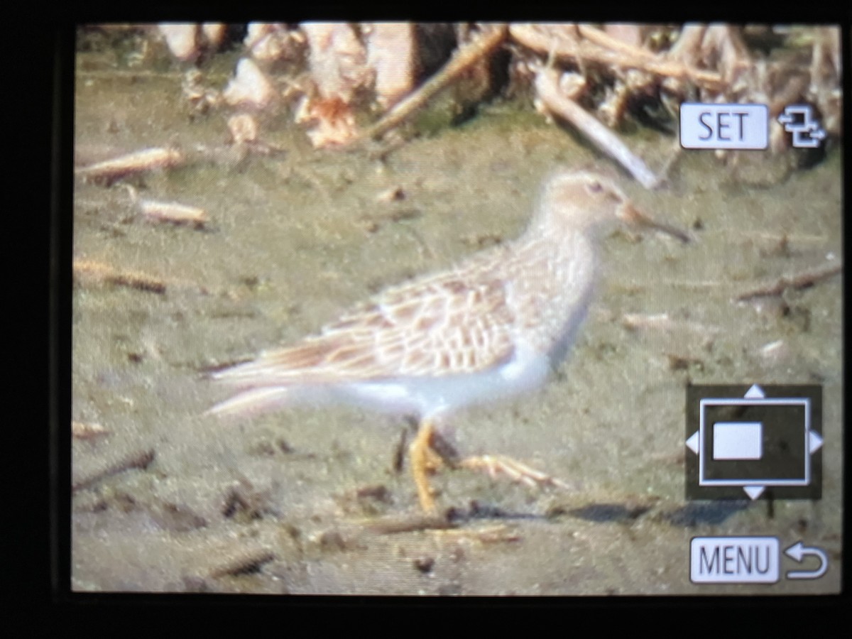 Graubrust-Strandläufer - ML620724535