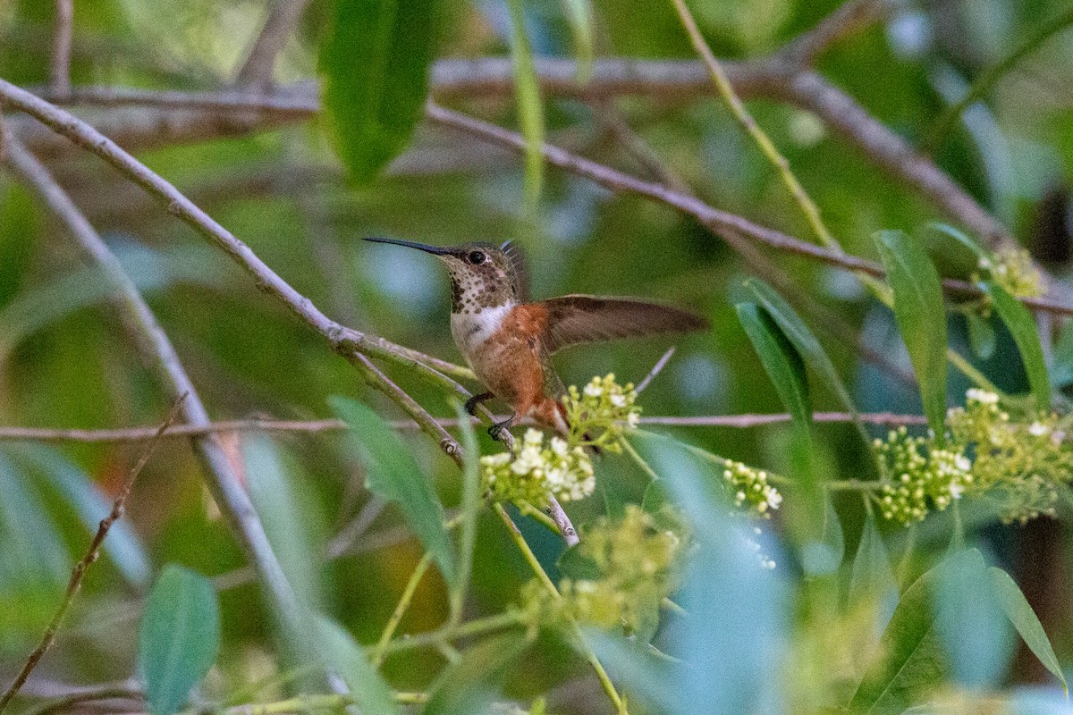 Allen's Hummingbird - Ian Carlsen