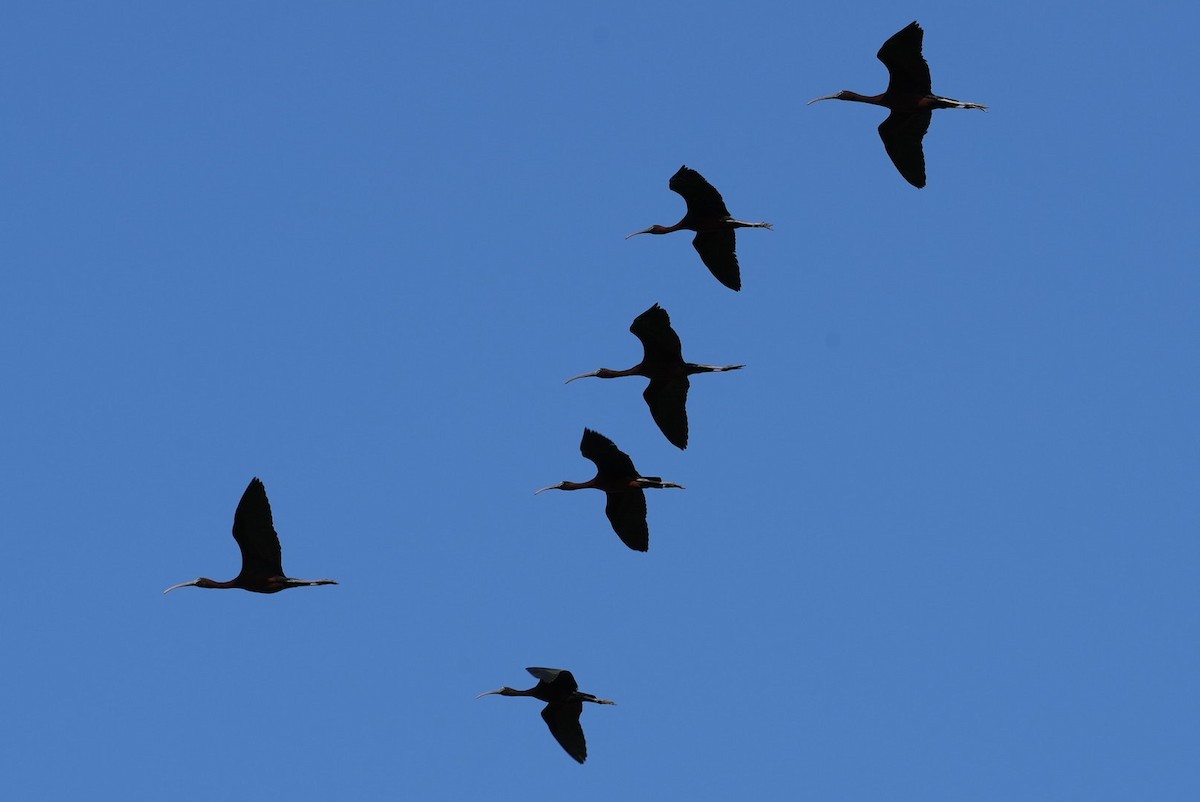 Glossy Ibis - ML620724546