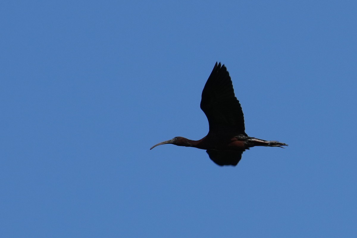 Glossy Ibis - ML620724547