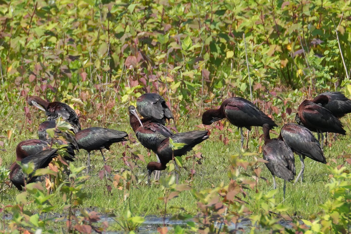 Glossy Ibis - ML620724548