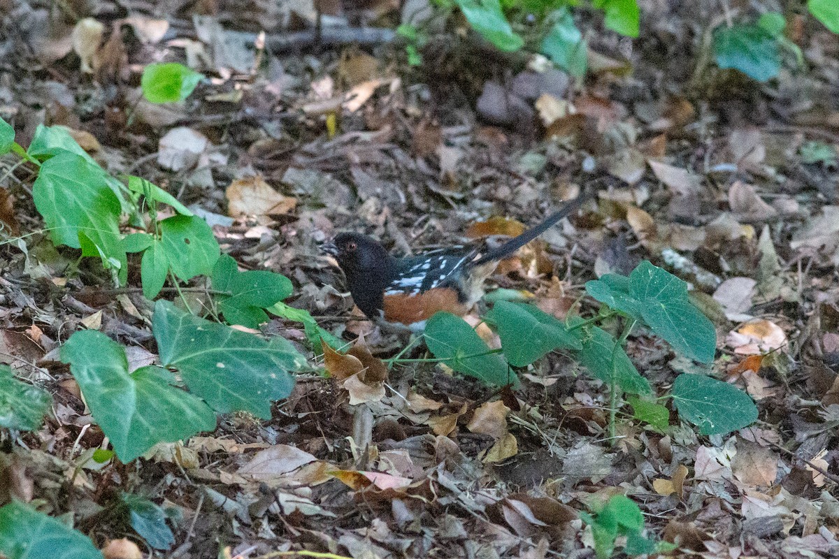 Spotted Towhee - ML620724551