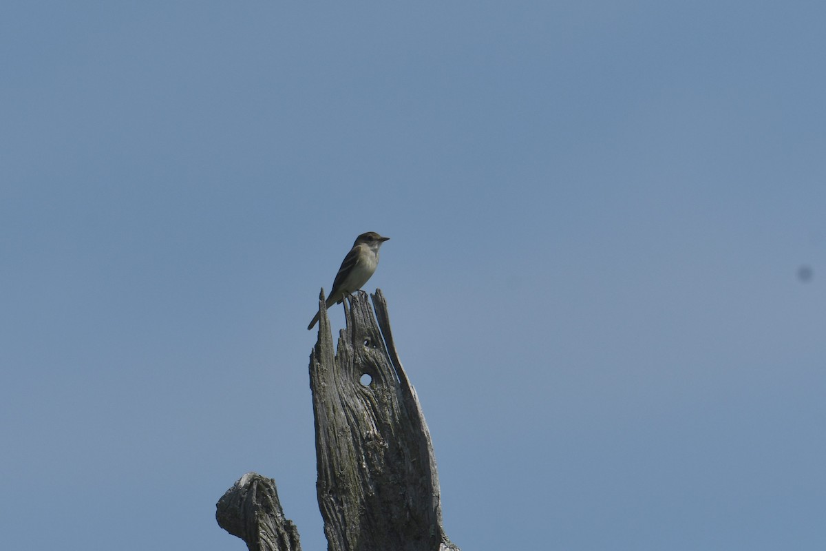 Alder Flycatcher - ML620724559