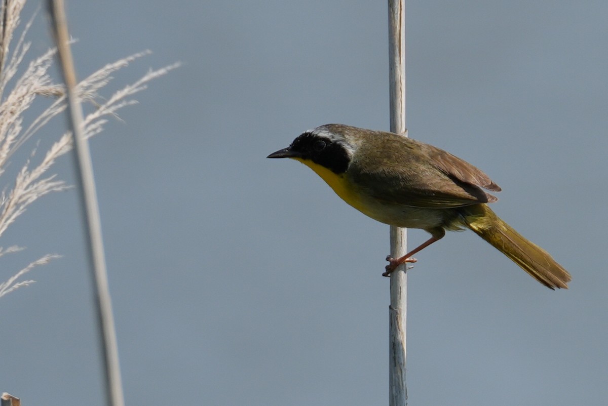 Common Yellowthroat - ML620724564