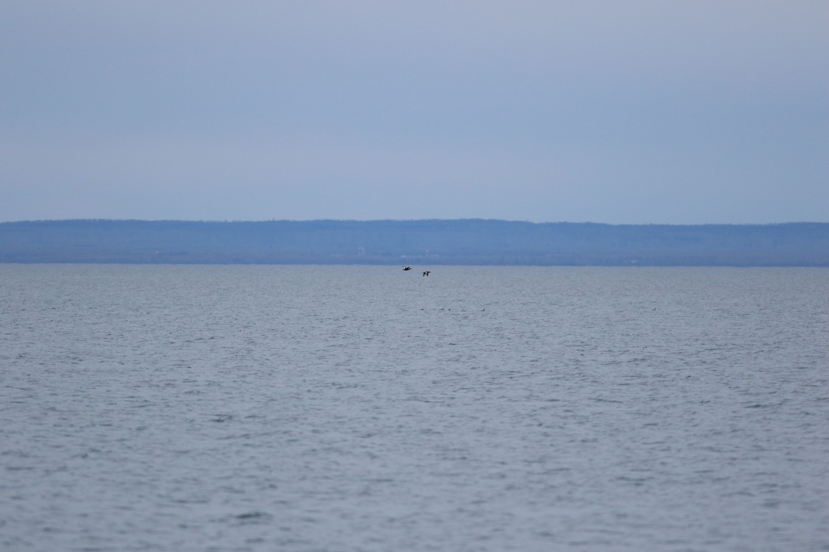 White-winged Scoter - ML620724567