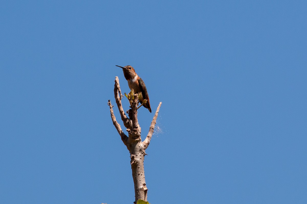 Allen's Hummingbird - ML620724568