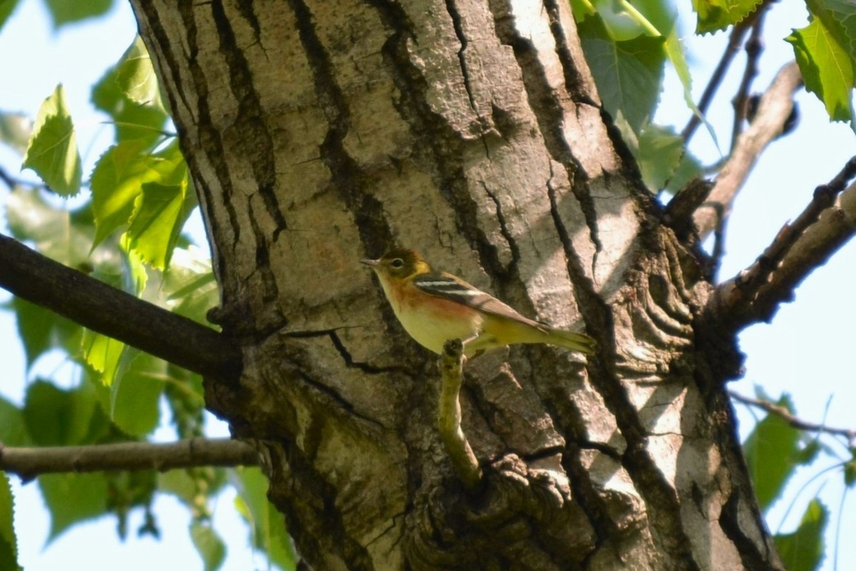 Bay-breasted Warbler - ML620724572