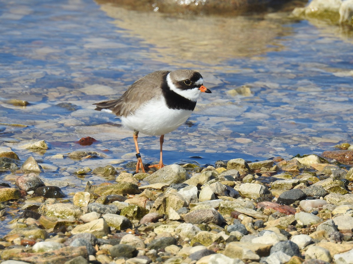Semipalmated Plover - ML620724582
