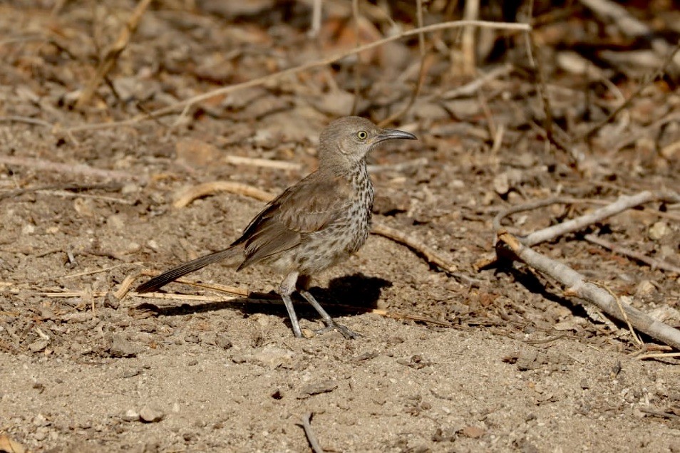 Gray Thrasher - ML620724588