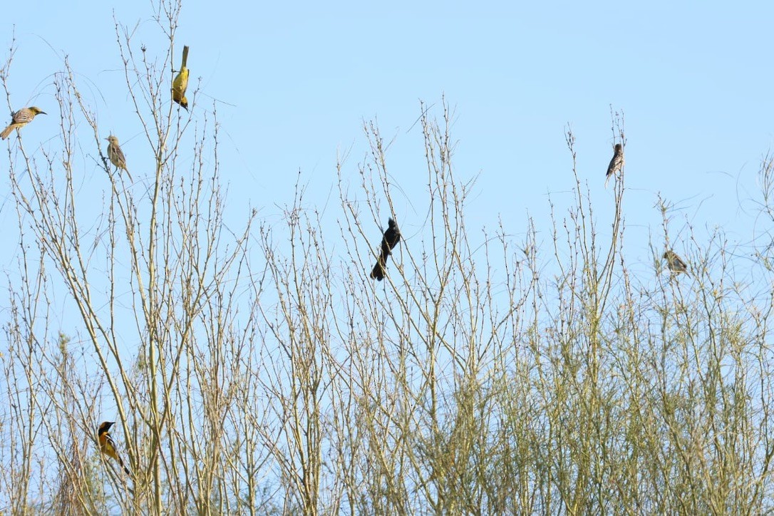 Phainopepla - Jan Cubilla