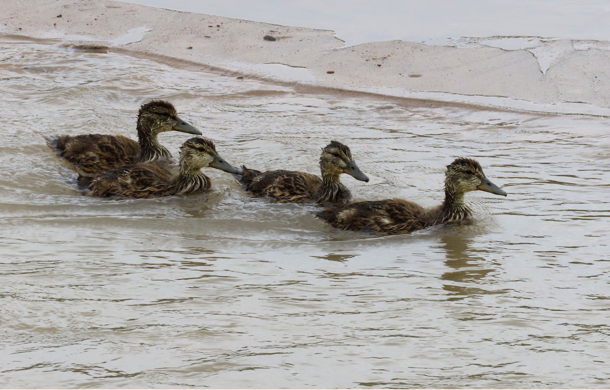 Canard colvert - ML620724591