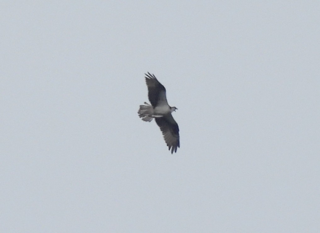 Águila Pescadora - ML620724608