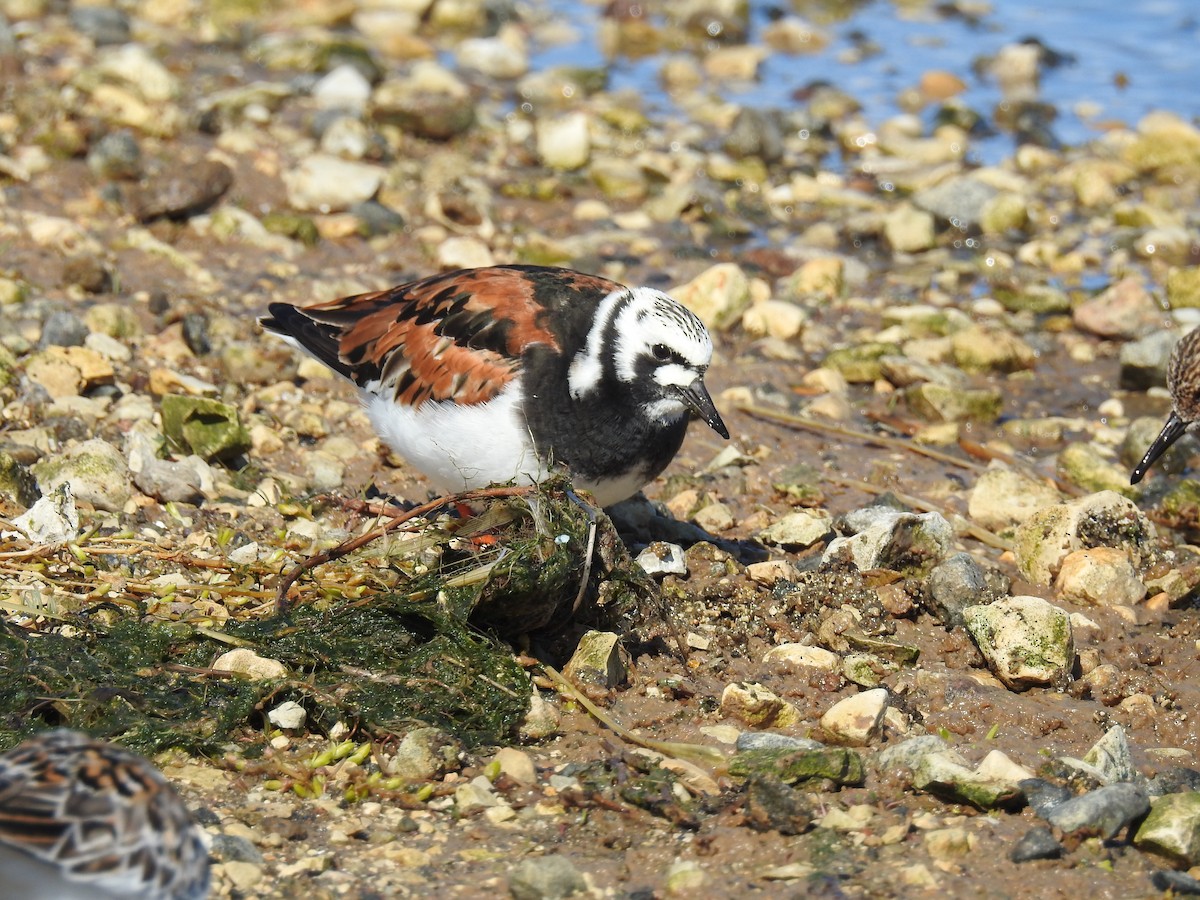 Ruddy Turnstone - ML620724611