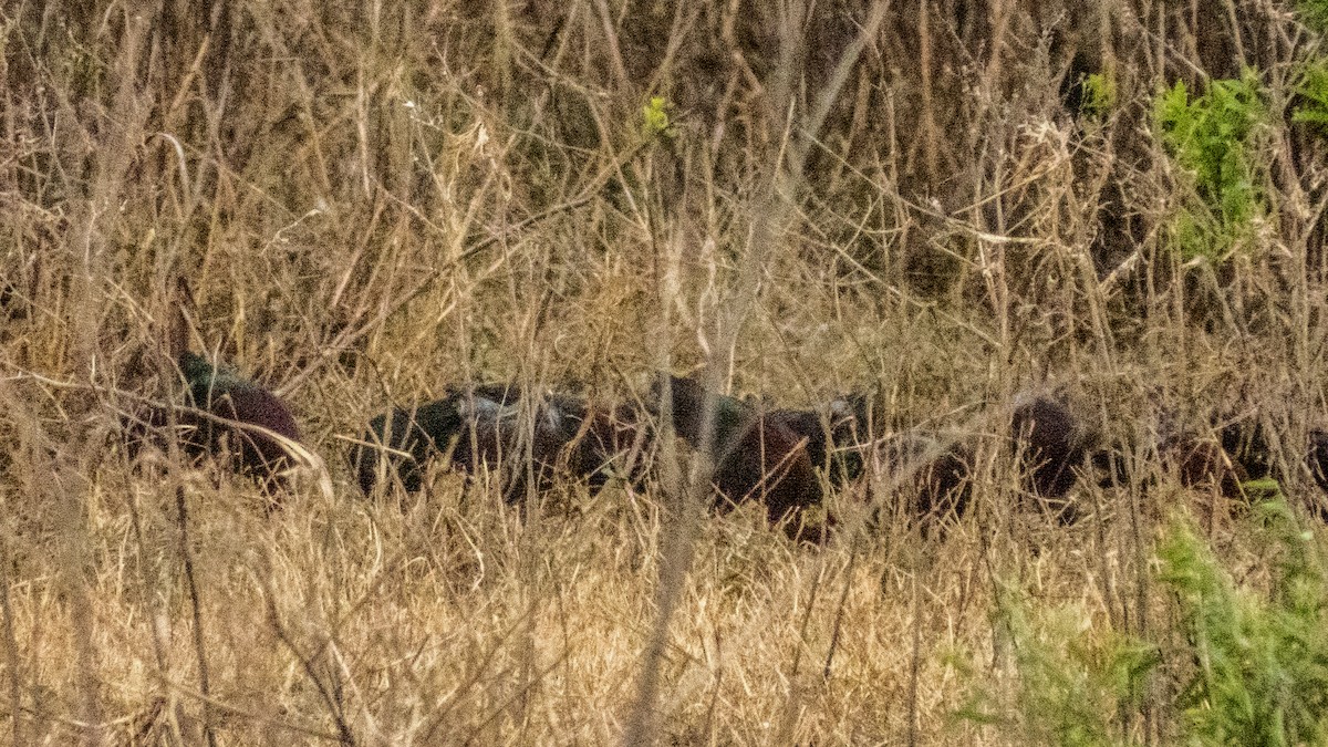 White-faced Ibis - ML620724613