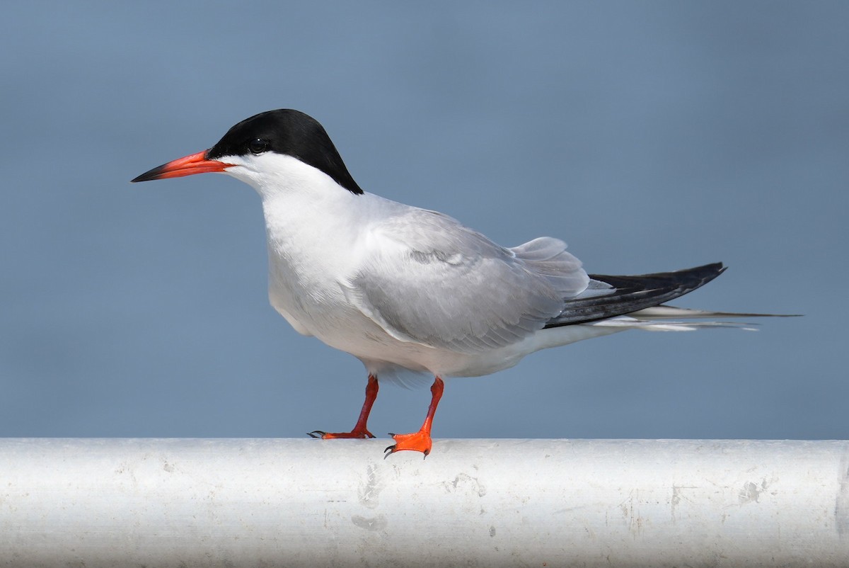 Forster's Tern - ML620724619