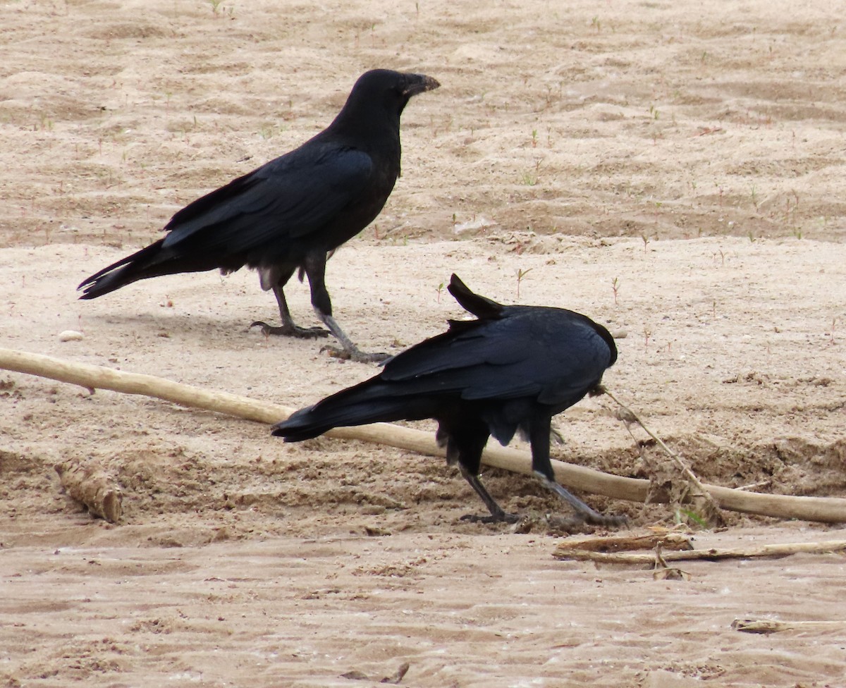 Common Raven - ML620724627