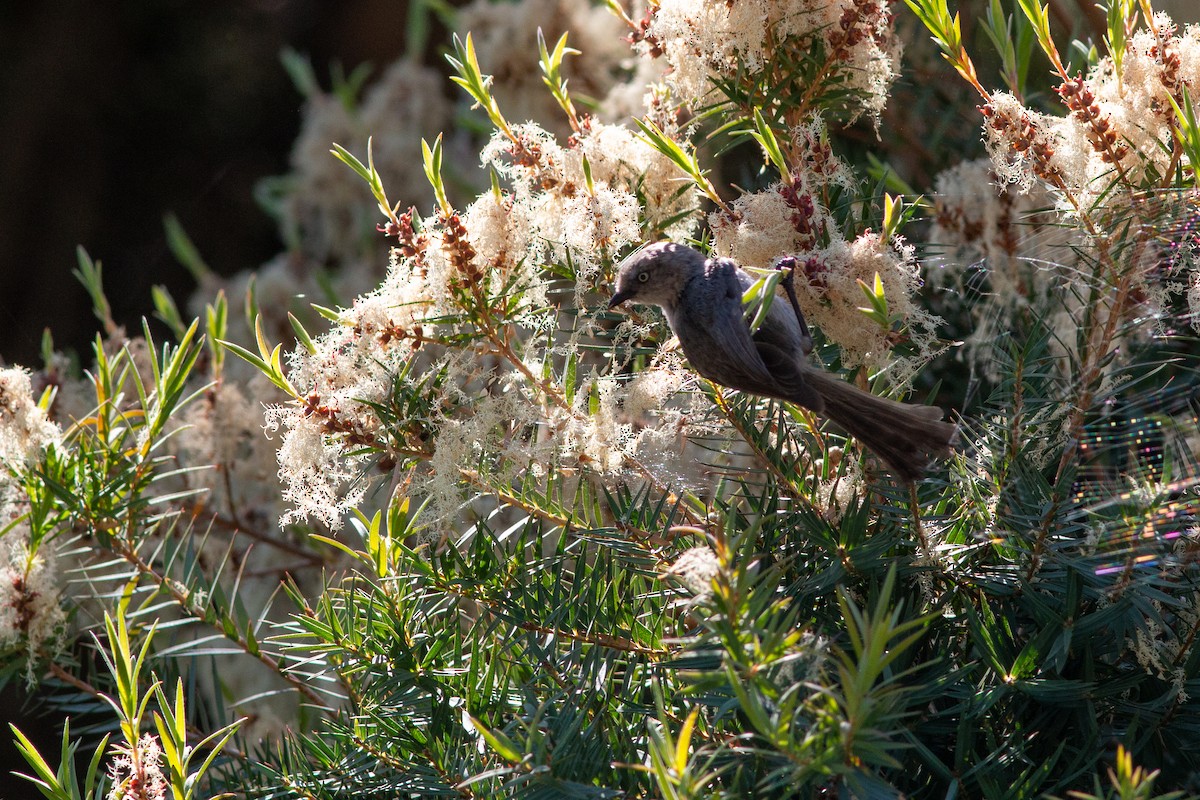 Bushtit - ML620724630