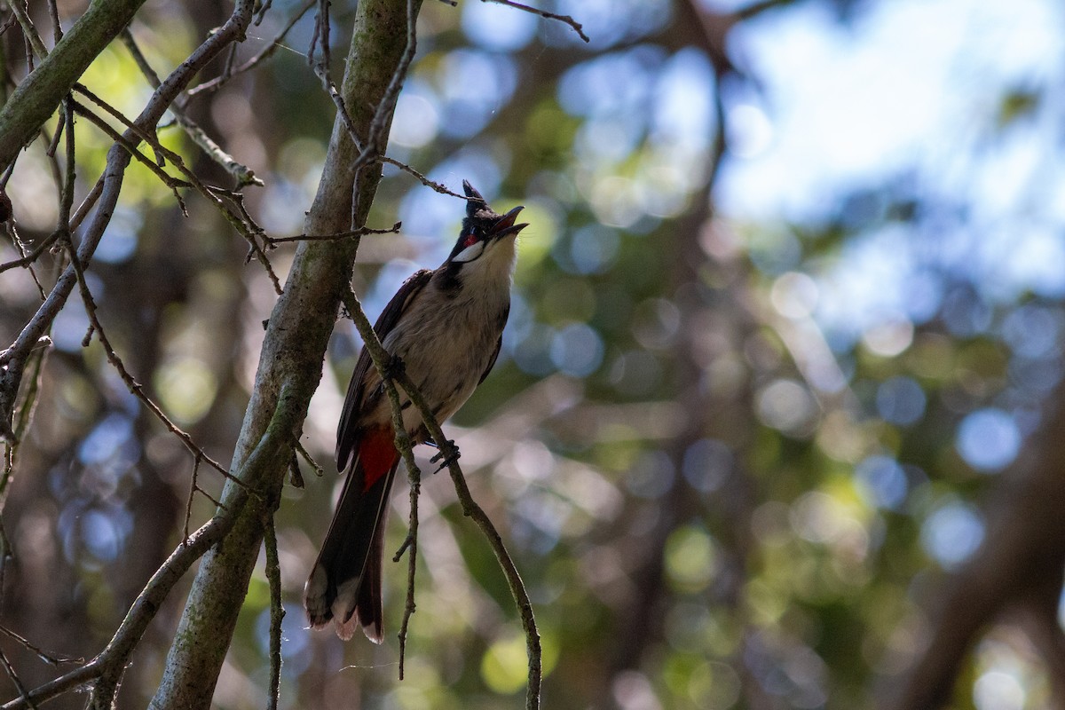 Red-whiskered Bulbul - ML620724638