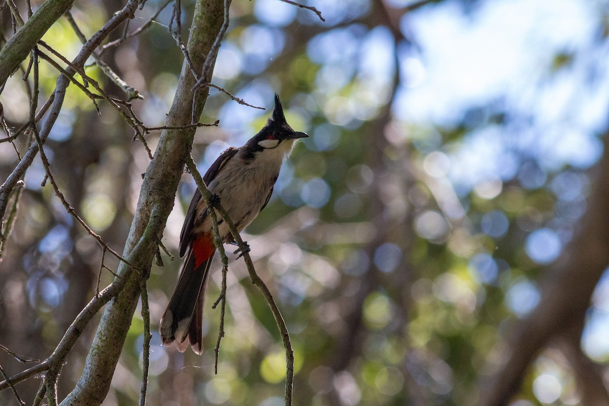 Red-whiskered Bulbul - ML620724639