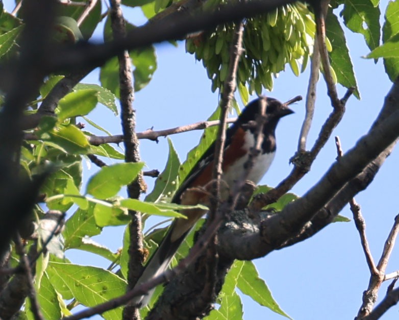 Spotted/Eastern Towhee (Rufous-sided Towhee) - ML620724640