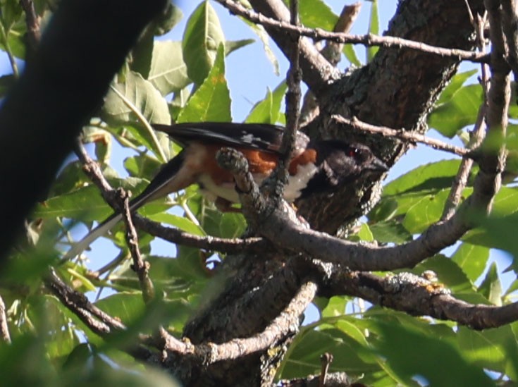 Spotted/Eastern Towhee (Rufous-sided Towhee) - ML620724641