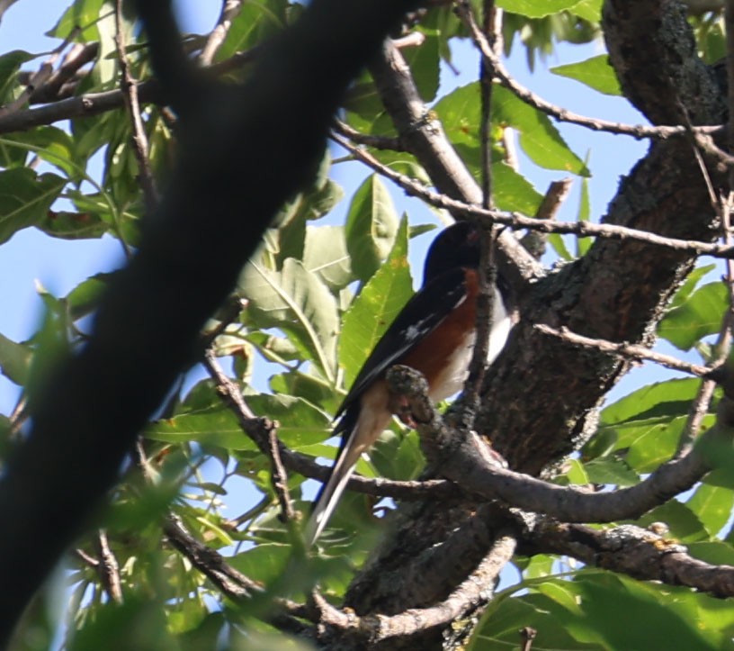 Spotted/Eastern Towhee (Rufous-sided Towhee) - ML620724642