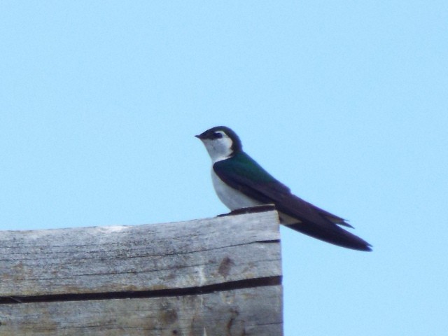 Violet-green Swallow - Susan  Zwierko